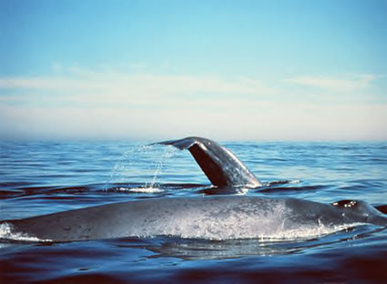 blue whale facts. THE BLUE WHALE